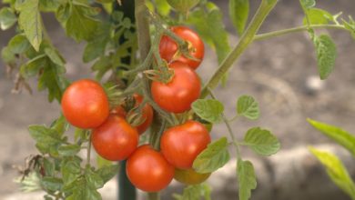 Photo of Tomaten säen – aussäen