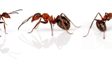 Photo of Ameisen – Formicidae