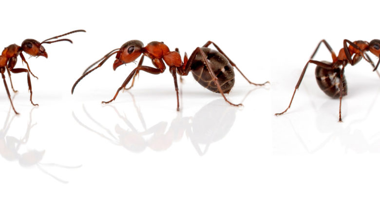 Ameisen – Formicidae