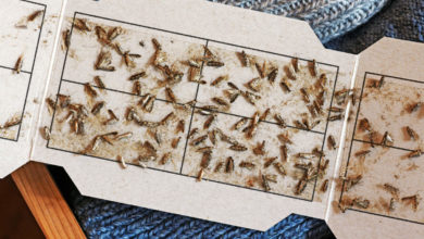 Photo of Motten bekämpfen – Mottenbekämpfung Schutz