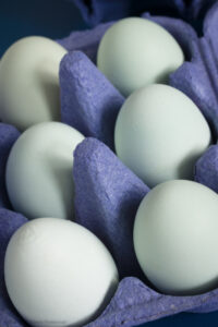 Blaue Eier von Cream Legbar Hühnern