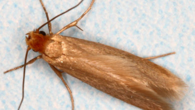 Photo of Kleidermotten (Tineola bisselliella)