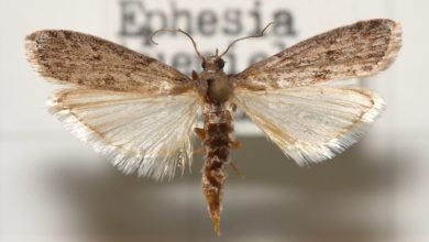 Photo of Mehlmotten (ephestia kuehniella)