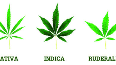 Cannabis sativa vs. indica vs. ruderalis