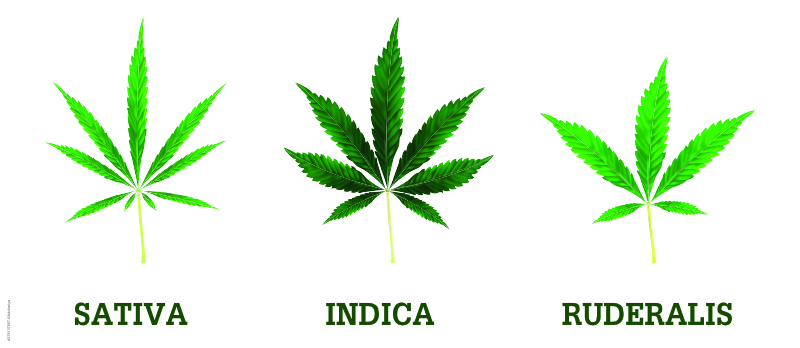 Cannabis sativa vs. indica vs. ruderalis